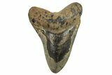 Fossil Megalodon Tooth - North Carolina #294536-1